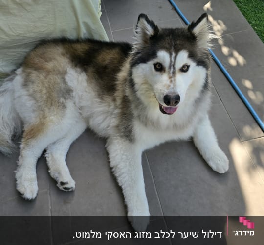 כלב שוכב על רצפה ליד צינור כחול